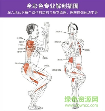 瑜伽解剖学电子书