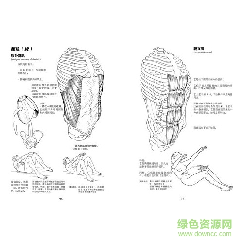 运动解剖书 pdf