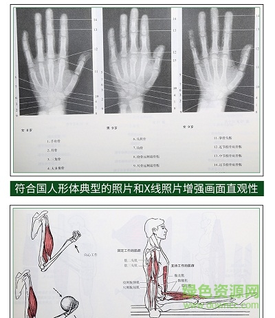 运动解剖学图谱3pdf